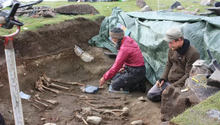 Greenland's Viking settlers feasted on seals, then left