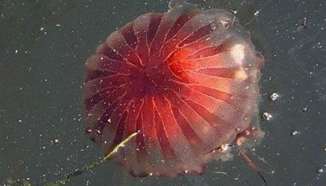 The crown jellyfish is solitary and prefers the dark. Common at great depths in all the world’s oceans, it is now thriving in the changed habitat of Lurefjorden – in extremely high concentrations. (Photo: Colourbox) The crown jellyfish is solitary and prefers the dark. Common at great depths in all the world’s oceans, it is now thriving in the changed habitat of Lurefjorden – in extremely high concentrations. (Photo: Colourbox)