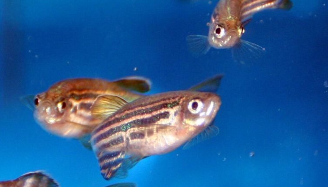 Zebrafish: What’s on the menu tonight? (Photo: NIFES) Zebrafish: What’s on the menu tonight? (Photo: NIFES)