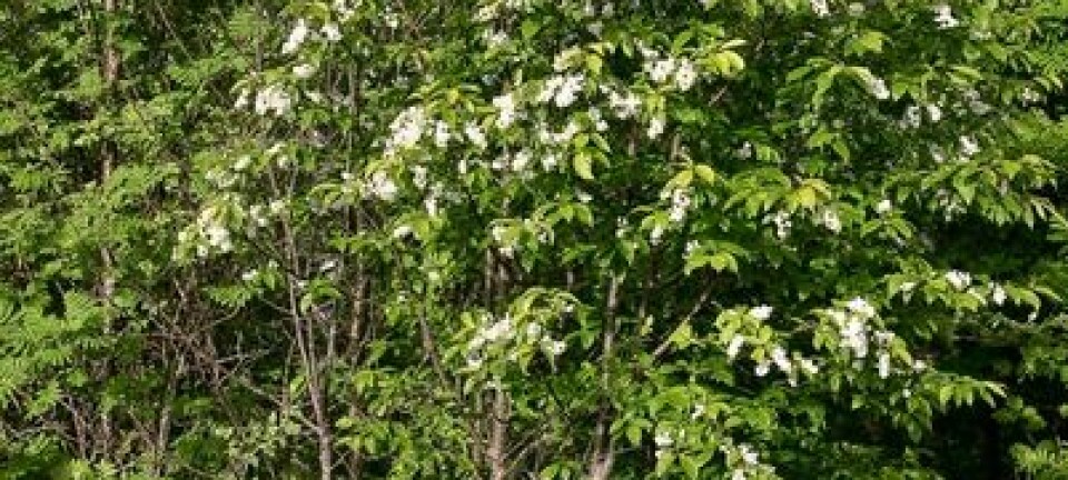Trees Top 10