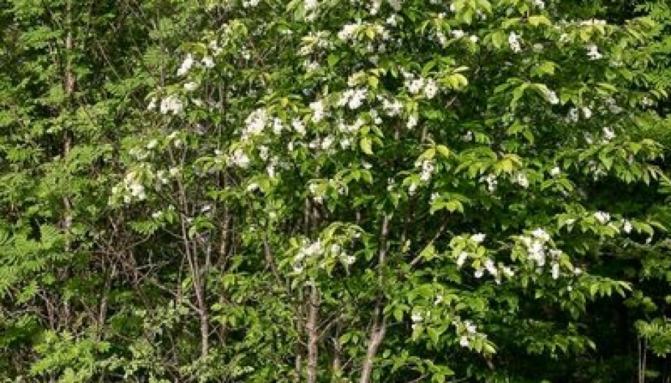 10. Bird cherry Prunus padus is the tree of the spring. (Photo: John Yngvar Larsson)