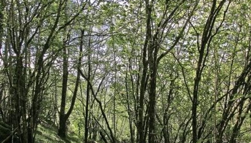 9. Common hazel Corylus avellana is more renowned for its nuts rather than the wood.  (Photo: Dan Aamlid)