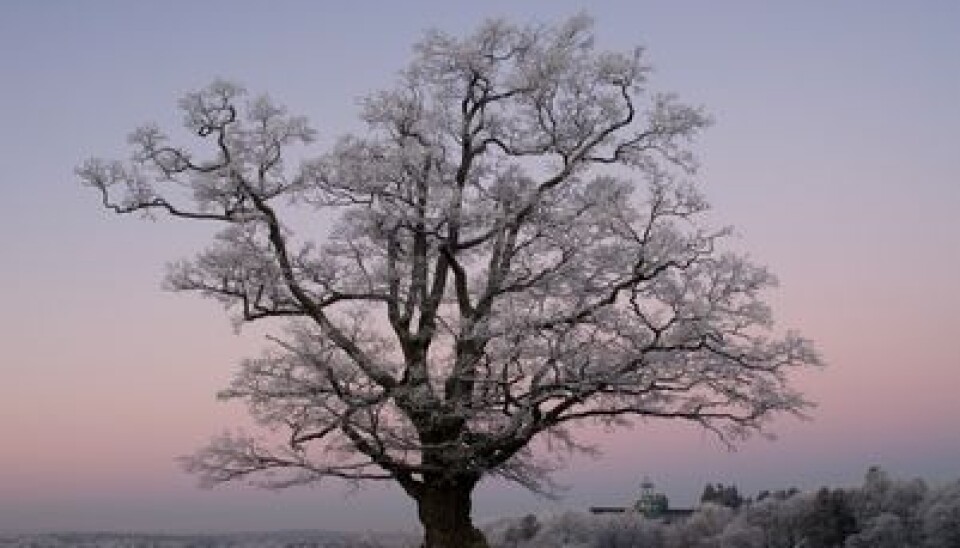 8. Oak Quercus robur and Q. petraea is the king of the forests. (Photo: John Yngvar Larsson)