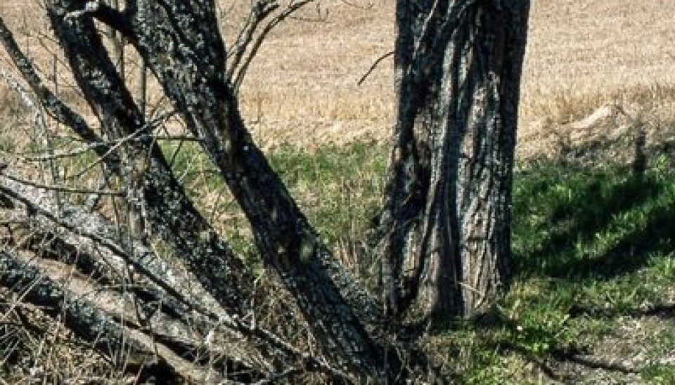 7. Goat willow Salix caprea is well known for its soft, silky catskins that appear in early spring. (Photo: John Yngvar Larsson)