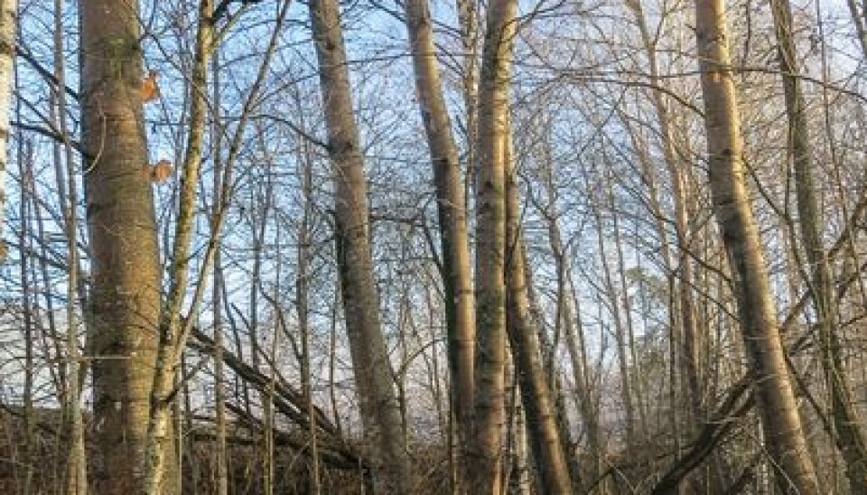 6. Aspen Populus tremula is known as a resource for production of matches.  (Photo: John Yngvar Larsson)