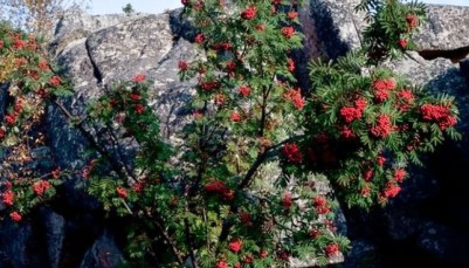 5. Rowen Sorbus aucuparia is exposed to browsing by moose.  (Photo: John Yngvar Larsson)