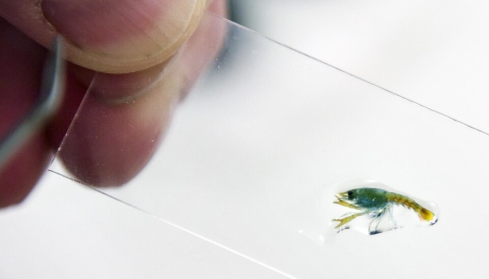 Lobster larvae are fastidious feeders – and cannibals. The biggest challenge facing researchers is to find the optimal first feed. (Photo: Thor Nielsen/SINTEF)