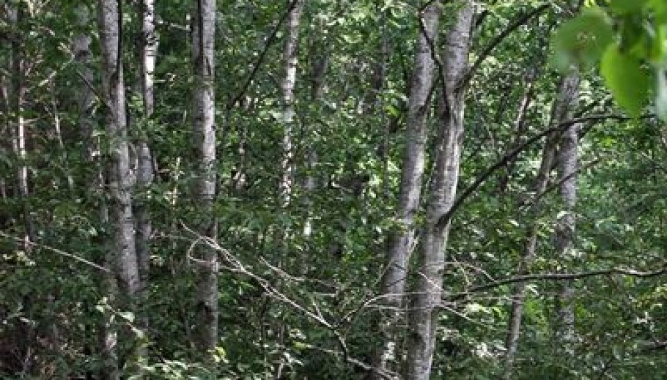 4. Red alder Alnus incana is a pioneer tree species.  (Photo: John Yngvar Larsson)