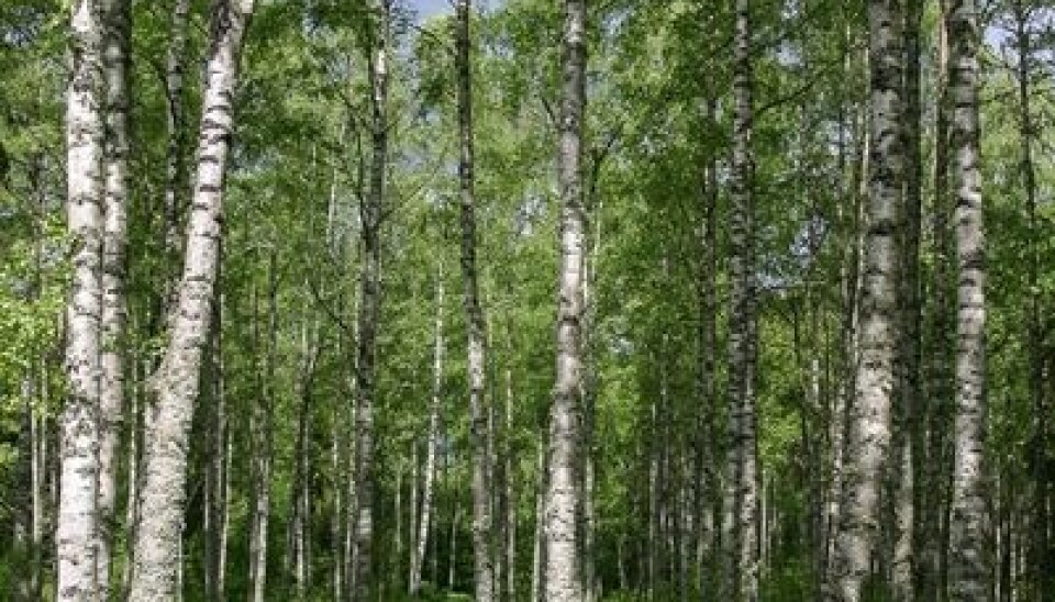 1. Birch Betula pubescens and B. pendula are the most common tree species in Norway. (Photo: John Yngvar Larsson)