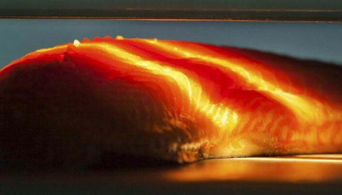 Light can reveal salmon fillet