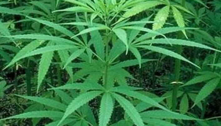 The dope on marijuana cultivation in Norway