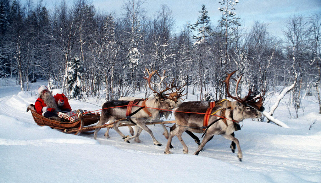 Once reindeer have learnt to trust a trainer, they will do anything for him, according to Norwegian scientists. (Photo: Colourbox) Once reindeer have learnt to trust a trainer, they will do anything for him, according to Norwegian scientists. (Photo: Colourbox)