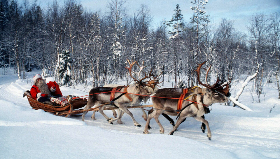 Once reindeer have learnt to trust a trainer, they will do anything for him, according to Norwegian scientists. (Photo: Colourbox)