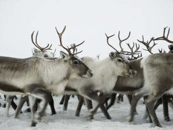 Reindeer trek for thousands of kilometers dressed in warm fur. (Photo: Colourbox) Reindeer trek for thousands of kilometers dressed in warm fur. (Photo: Colourbox)