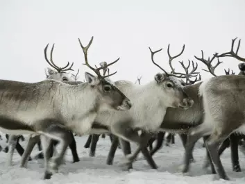 Reindeer trek for thousands of kilometers dressed in warm fur. (Photo: Colourbox)