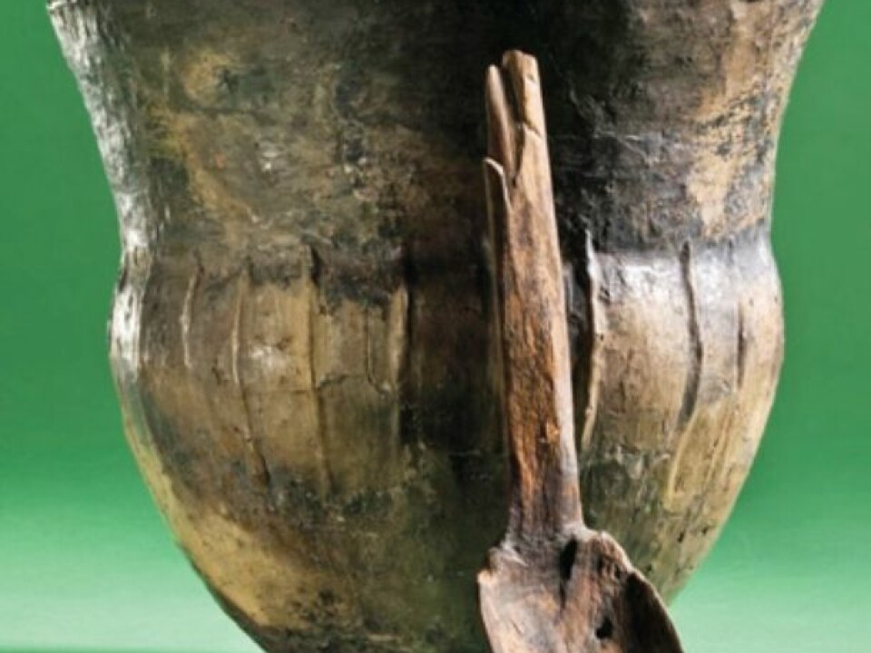 A 6,000-year-old ceramic cooking vessel and a wooden spoon found at Åmose on Zealand in Denmark. The pot was probably placed in a bog as an offering to the gods. (Photo: Anders Fischer)