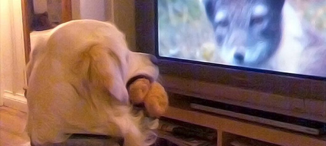 Do dogs see what’s happening on TV?