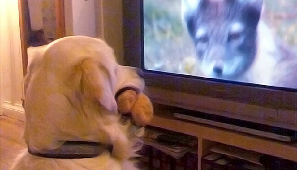 The Golden Retriever Theo is fascinated by nature programmes, according to its owner, journalist Hanne Østli Jakobsen. Here Theo draws comfort from a teddy bear in his mouth while meeting the eye of a wild beast. (Photo: Lars Jakobsen)