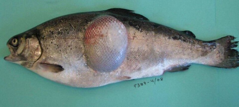Bacterial typing in the war against fish disease