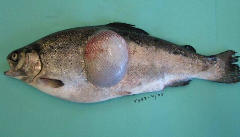 Big Rainbow trout sick from Favobacterium psychrophilum (Photo: Øyvind Vågenes)