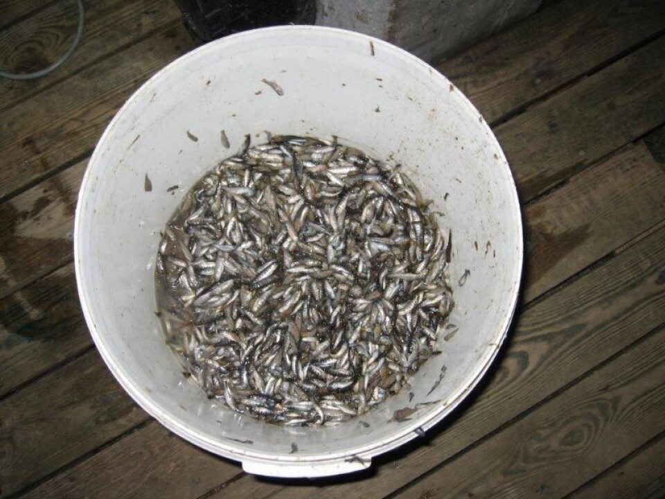 Dead spawn from Favobacterium psychrophilum infection. (Photo: Hanne Nilsen)