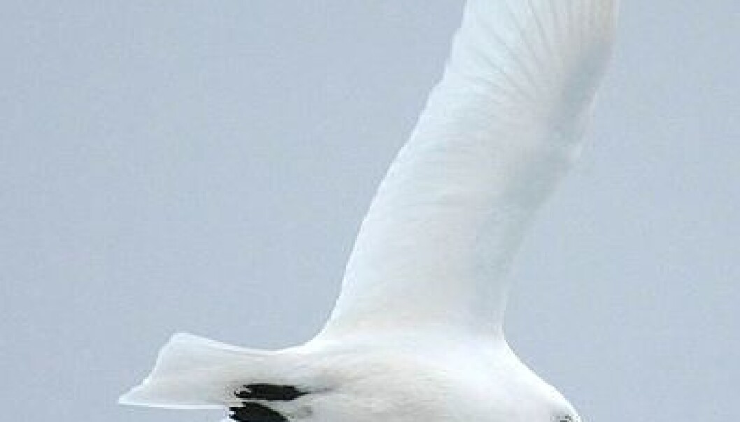 Ivory gull in flight. (Photo: Wikipedia Commons) Ivory gull in flight. (Photo: Wikipedia Commons)