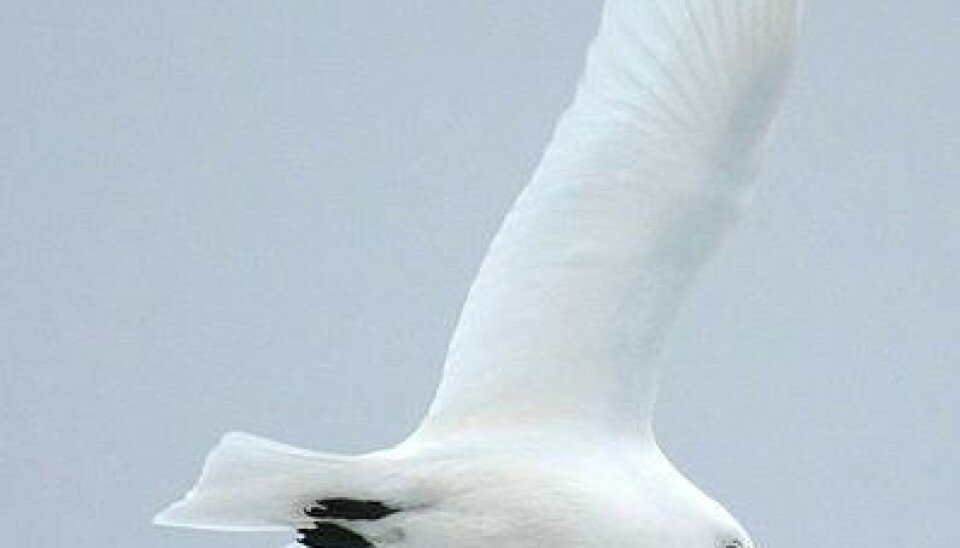 Ivory gull in flight. (Photo: Wikipedia Commons)