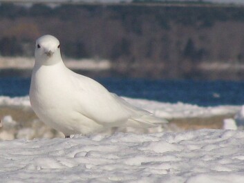 Elevated levels of environmental contaminants are linked with thinner eggshells in ivory gulls. (Photo: Wikipedia Commons) Elevated levels of environmental contaminants are linked with thinner eggshells in ivory gulls. (Photo: Wikipedia Commons)