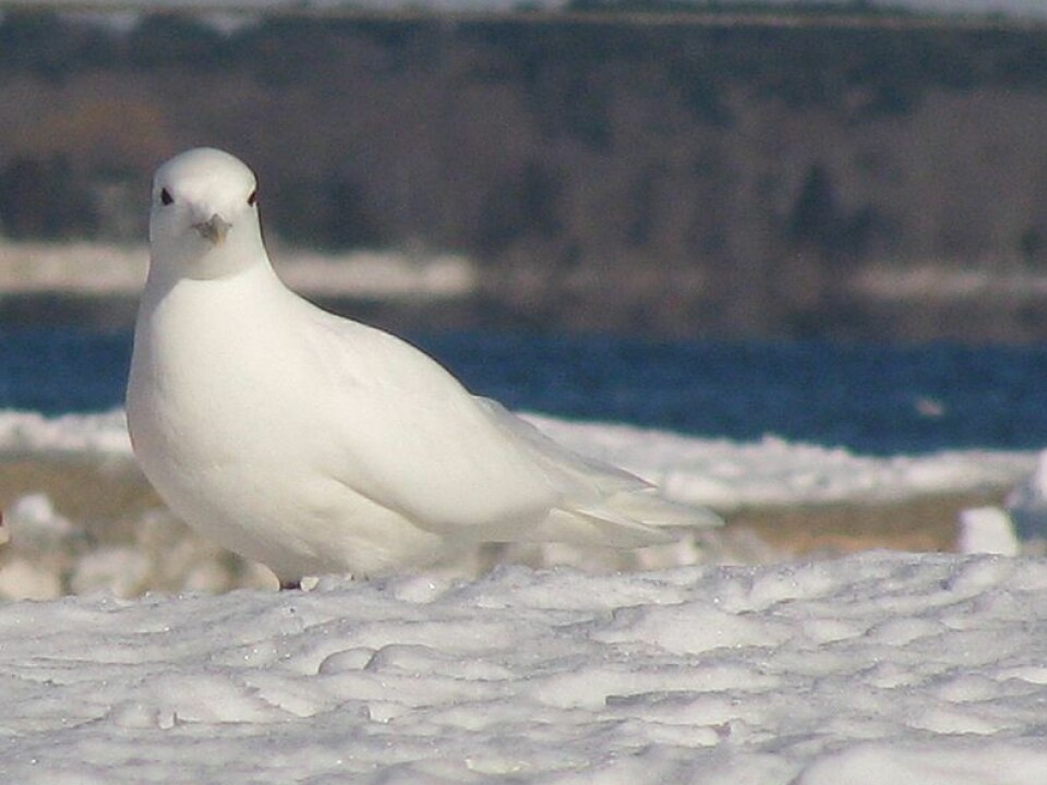 Elevated levels of environmental contaminants are linked with thinner eggshells in ivory gulls. (Photo: Wikipedia Commons)