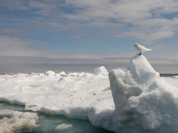 An ivory gull in the Barents Sea. (Photo: Wikipedia Commons) An ivory gull in the Barents Sea. (Photo: Wikipedia Commons)