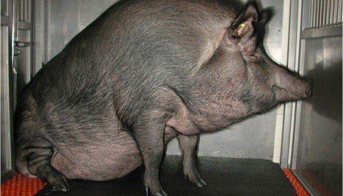 Protein can cause lifestyle diseases in fat pigs