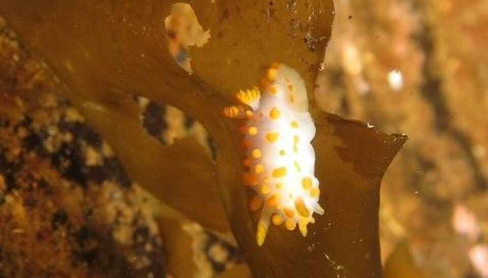 Nudibranchs occur in all shapes and colours. This is Limacia clavigera. (Photo: Einar Yohsuke Kosaka/NRK)