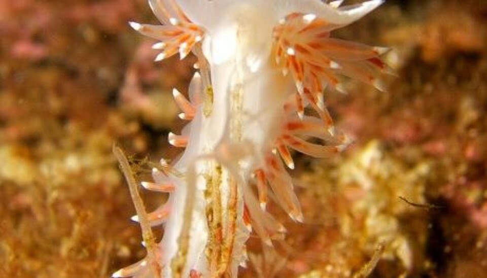 The nudibranch Flabellina nobilis eats hydroids and is one of most common species in Norwegian waters. (Photo: Einar Yohsuke Kosaka/NRK)