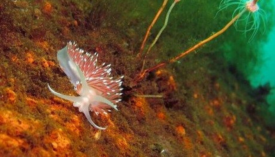 Hydroids (the flower-like organism in the background) are a good sign that there are nudibranchs in the vicinity. (Photo: Einar Yohsuke Kosaka/NRK)