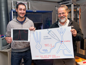 The nerve impulses within a synapse can be measured thanks to a microscopic glass pipette. Pedro Mateos-Aparicio (left) and Johan Storm explain how the complex procedure is performed. (Photo: Gunnar F. Lothe, University of Oslo)
The nerve impulses within a synapse can be measured thanks to a microscopic glass pipette. Pedro Mateos-Aparicio (left) and Johan Storm explain how the complex procedure is performed. (Photo: Gunnar F. Lothe, University of Oslo)