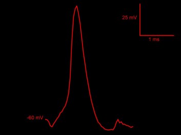 The graph shows the nerve impulse that Pedro Mateos-Aparicio measured within a synapse. (Figure: UiO) The graph shows the nerve impulse that Pedro Mateos-Aparicio measured within a synapse. (Figure: UiO)