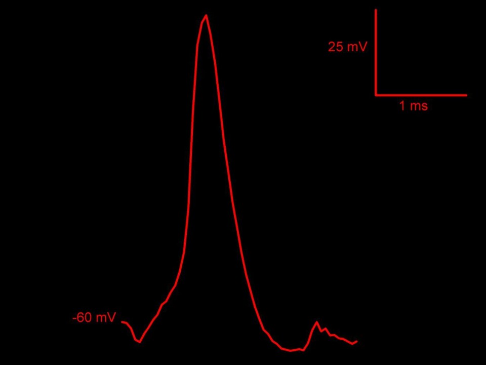 The graph shows the nerve impulse that Pedro Mateos-Aparicio measured within a synapse. (Figure: UiO)