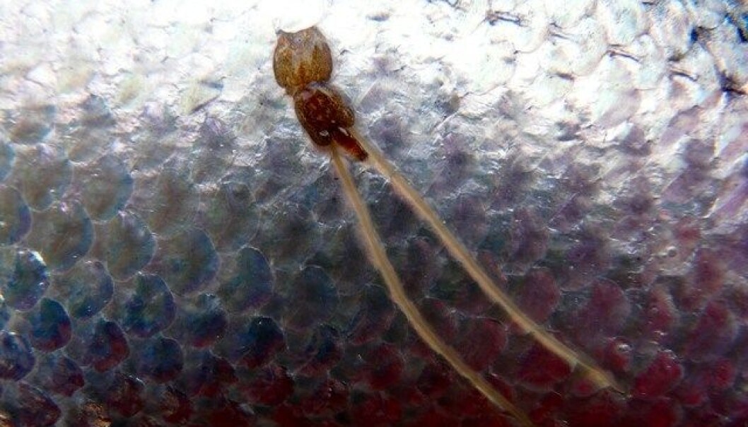 A female sea lice (Photo: Trygve Poppe) A female sea lice (Photo: Trygve Poppe)