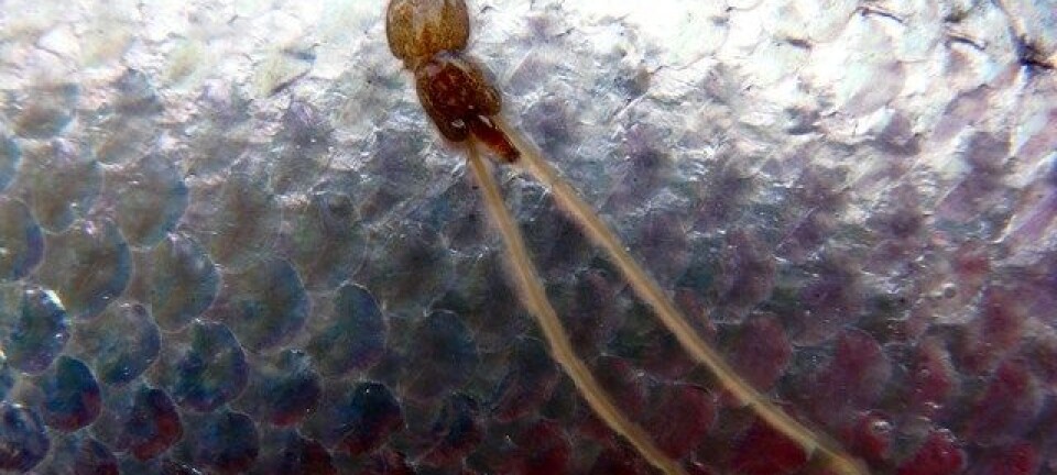 Fighting parasites with parasites