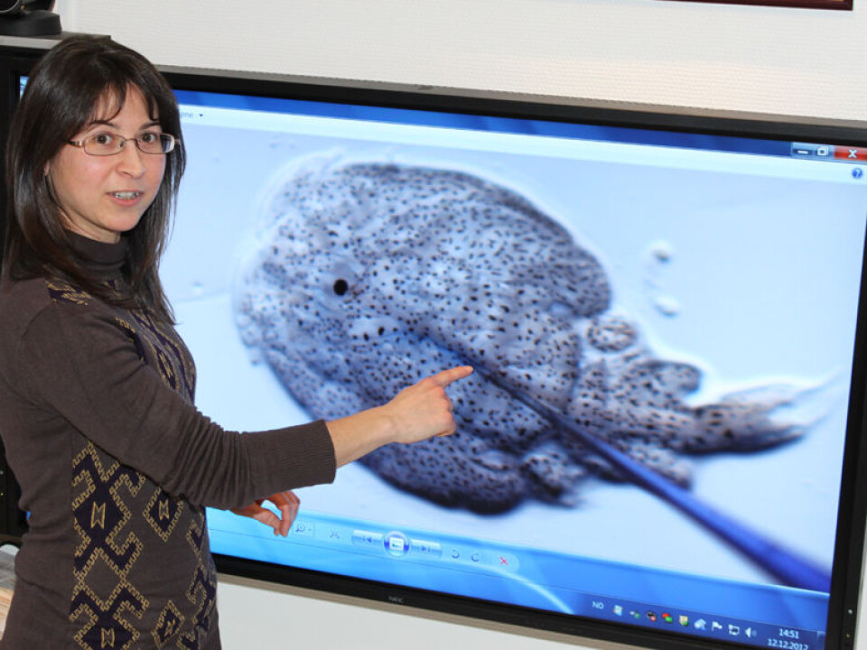 Celia Agusti-Ridaura explains how to extract molecules from salmon lice and use of the vaccine. (Photo: Mari M. Press)