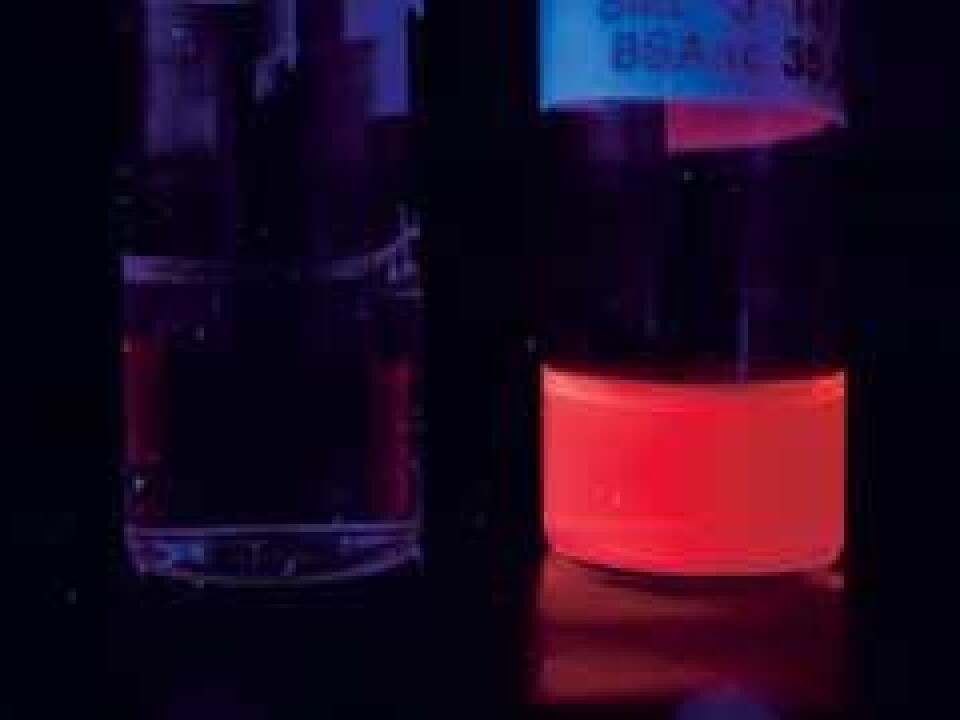 The nanogold in the protein mixture makes them glow when illuminated with UV-light. Gold’s strong optical properties mean that researchers can follow the drug as it moves through the body. (Photo: Dept. of Chemical Engineering)