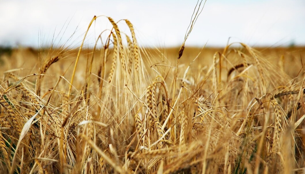 Field of barley (Photo: Colourbox) Field of barley (Photo: Colourbox)