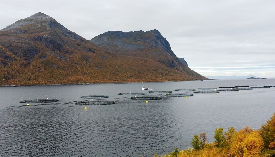Wilsgård fiskeoppdrett AS, Torsken. (Photo: Roy Robertsen)