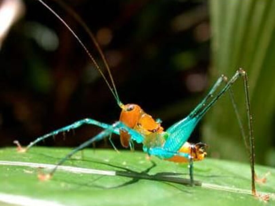 Nature’s diversity: Arachnoscelis magnifica, Tettigoniidae. (Photo: IBISCA/M. Leponce)
