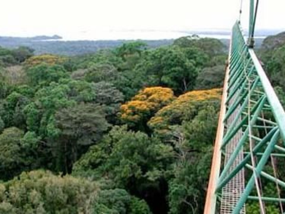 The rainforest studied from a crane. (Photo: IBISCA/J. Schmidl)