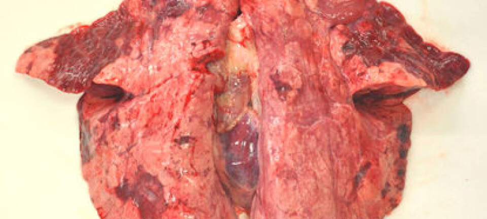 Sick pigs give insight on swine flu