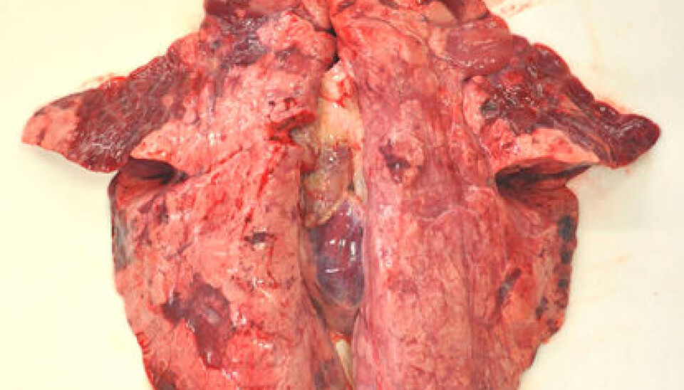 Infection with influenza A (H1N1) 2009 virus gave significant inflammatory changes in the lung tissue of pigs in Norwegian herds. (Photo: Mette Valheim)