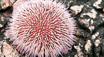 All eyes on sea urchins