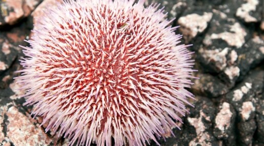 All eyes on sea urchins