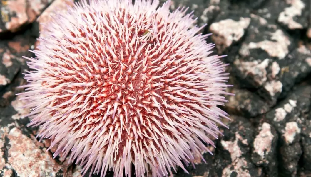 The sea urchin has eyes all over the body (Photo: Colourbox)